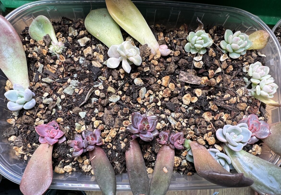 Some leaf propagation I got from buying some leaves