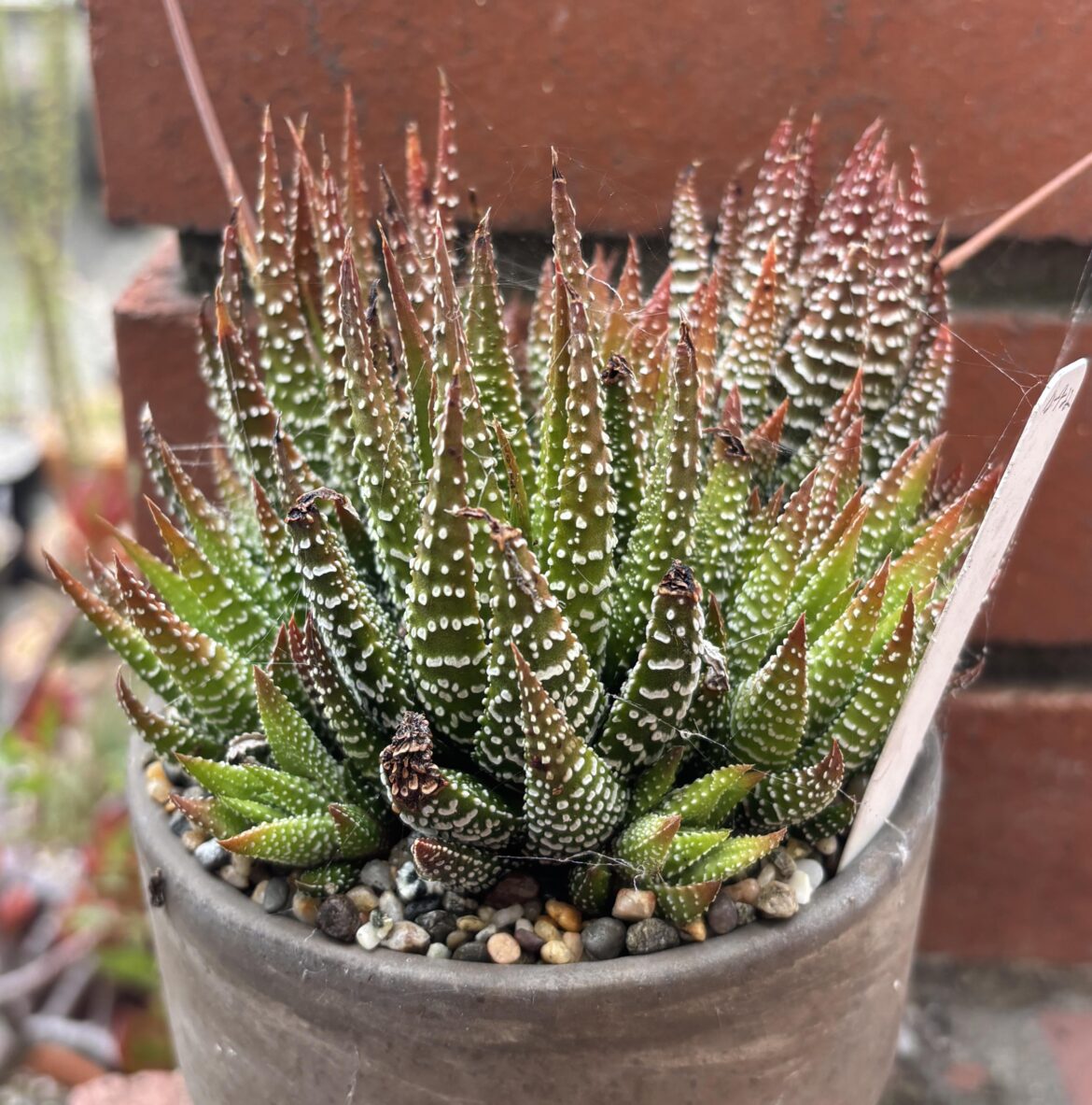 H. attenuata H 2070 Soutkloof, S. of Addo