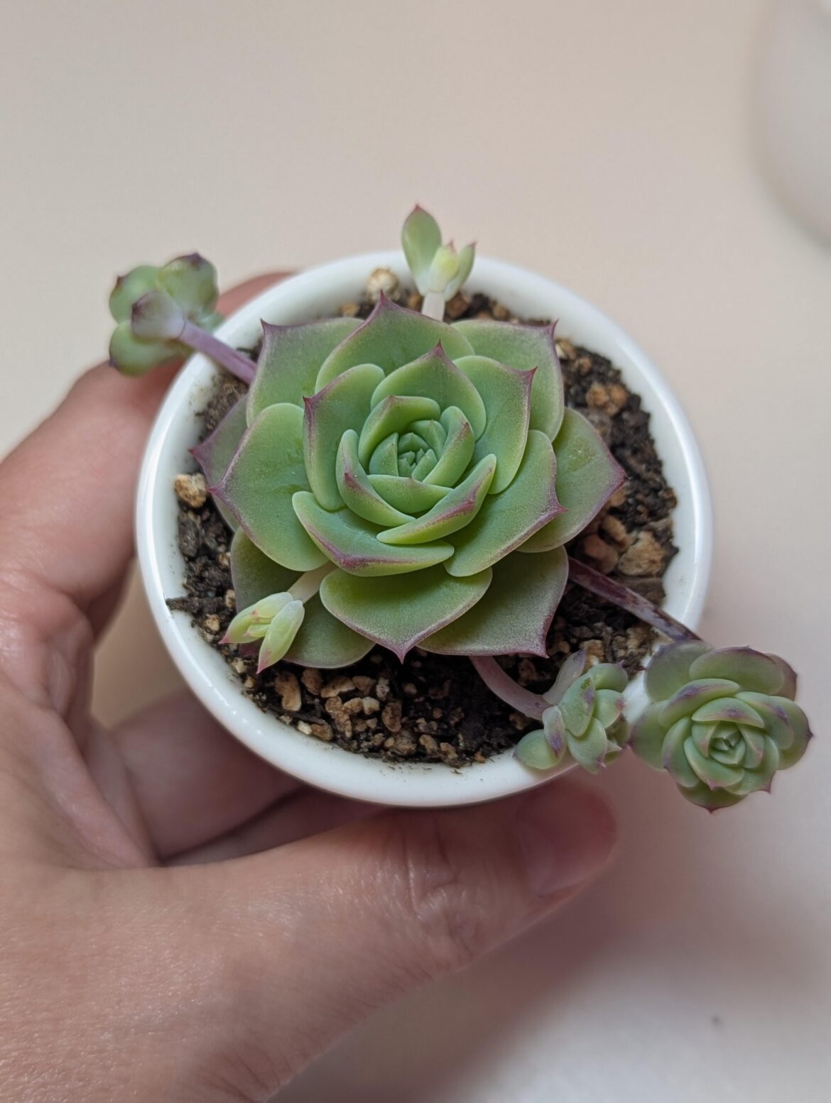 Echeveria Jadeita