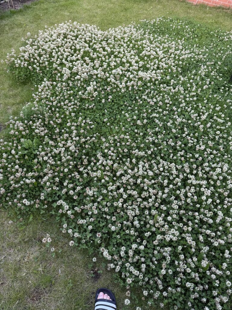 Clover lawn