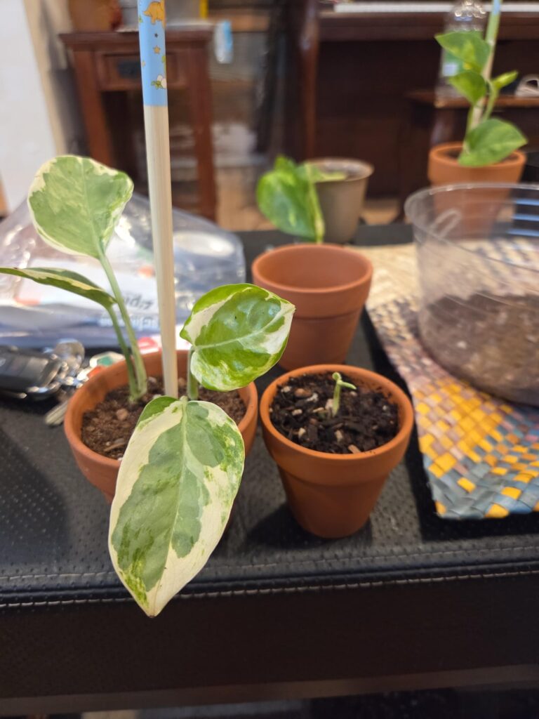 The Smallest P+J leaf ever