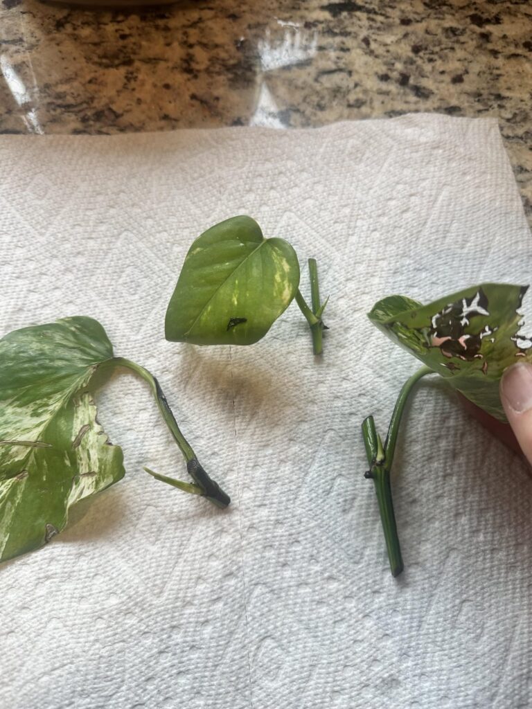 Am I propagating correctly?