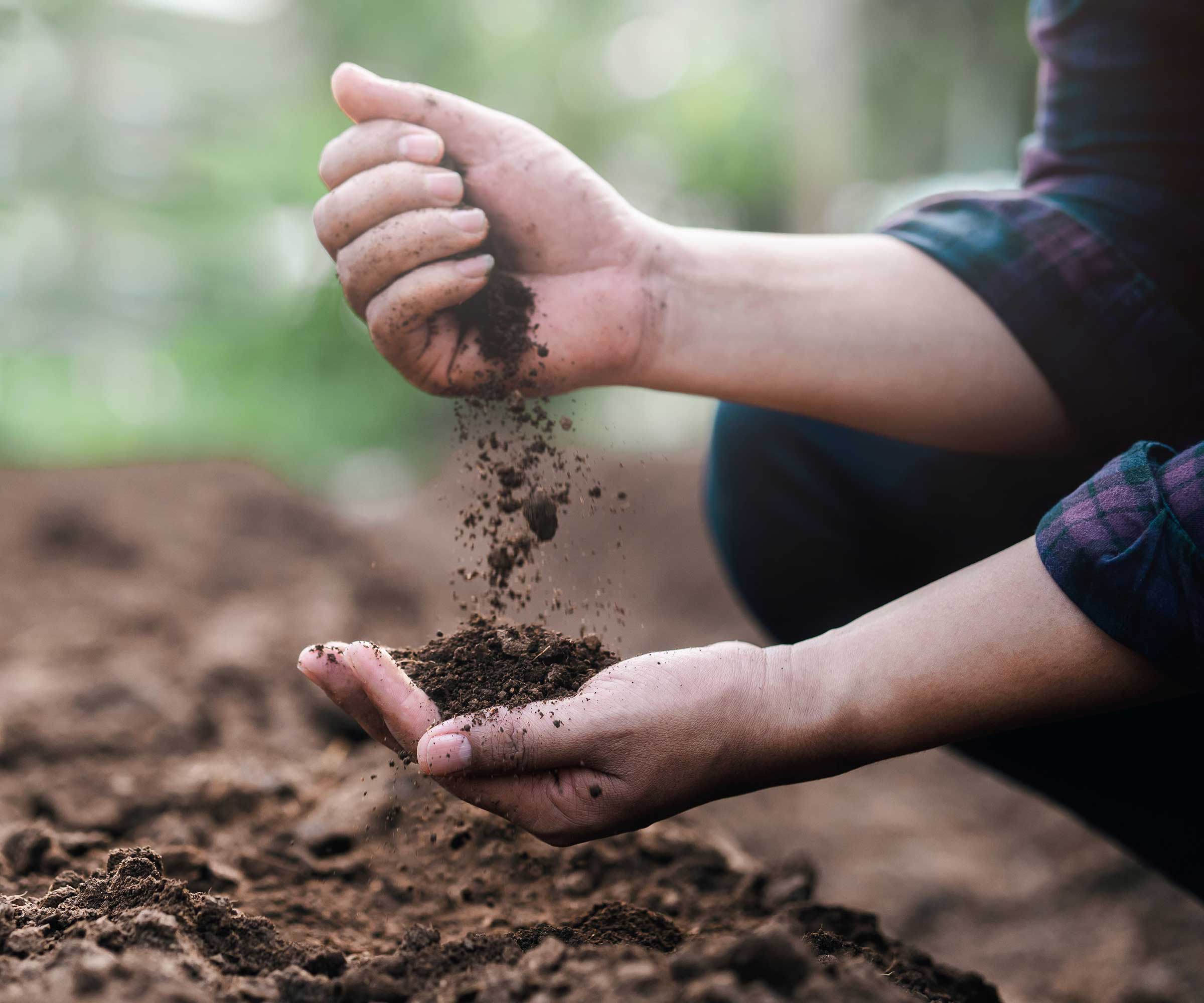 hands holding garden soil