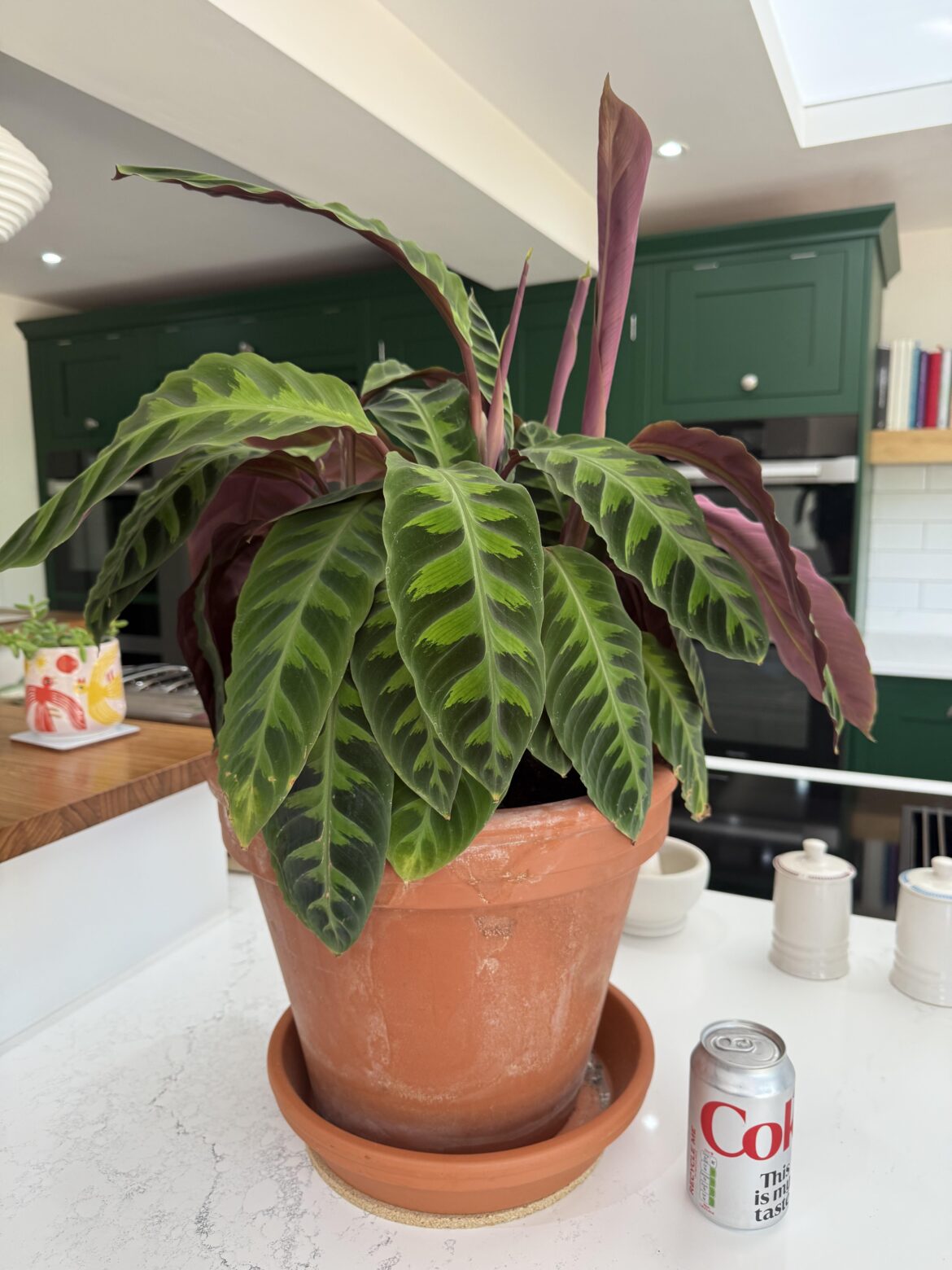 Calathea warscewiczii loves the heat Calathea warscewiczii loves the heat