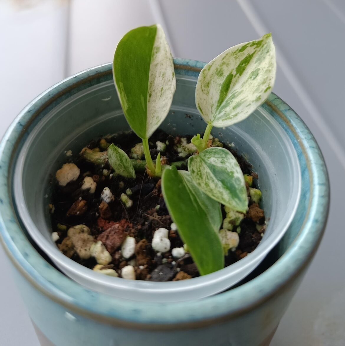Can someone identify this beauty?