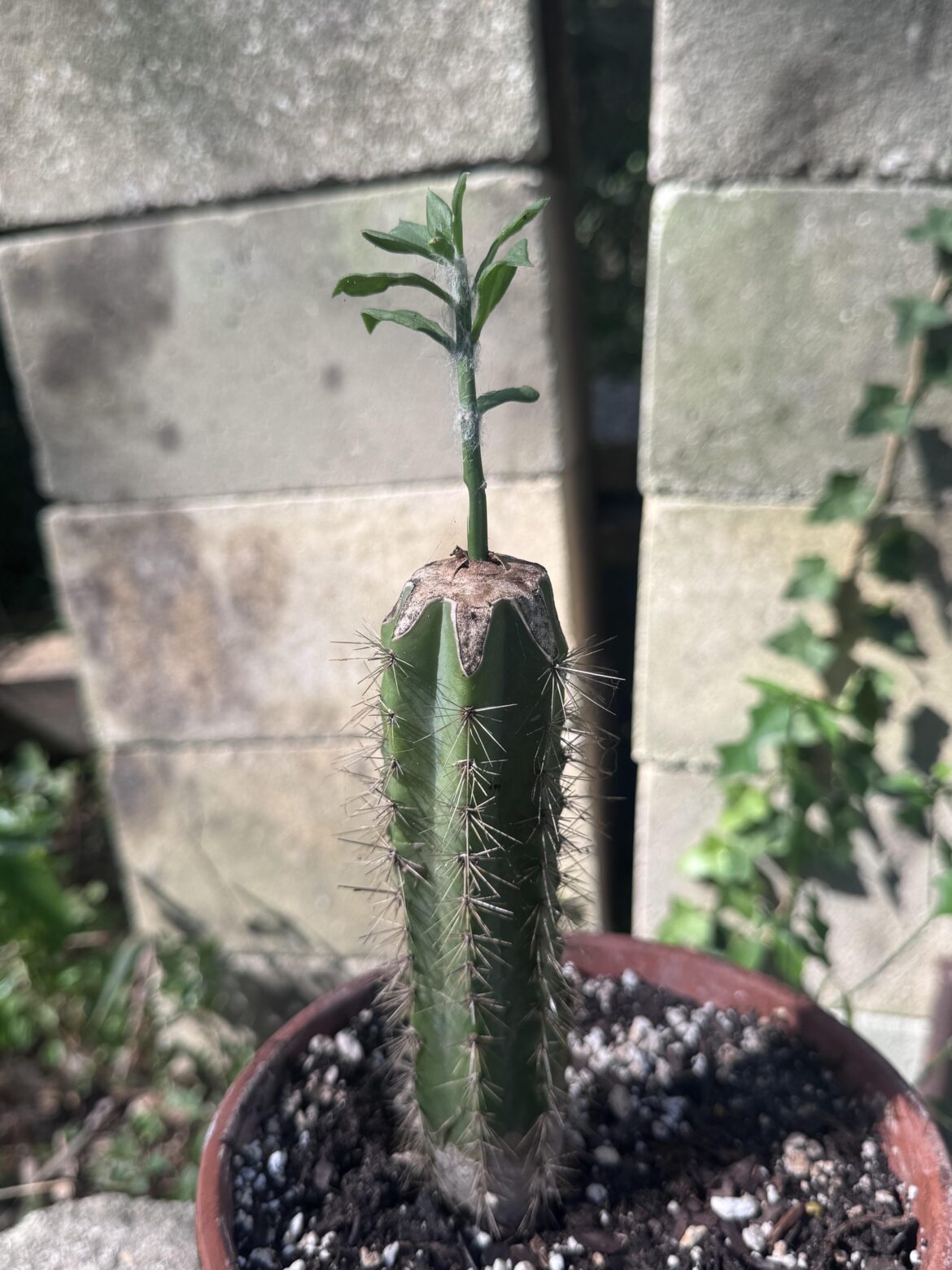 When a graft fails I just turn them into a pikmin - 6 weeks healed