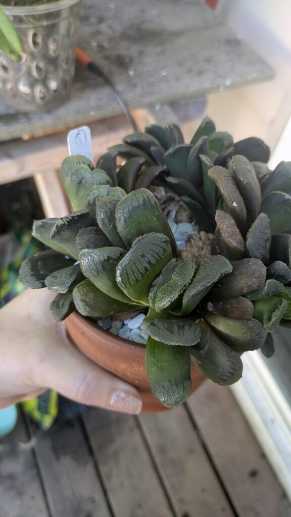 Is it a truncata?
