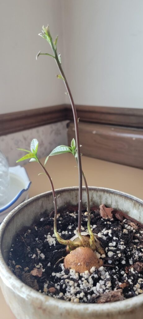 I started an avocado seedling. I expected one sprout from the seed. What should I do at this point to promote further growth? Are there sprouts normal? Thank you!