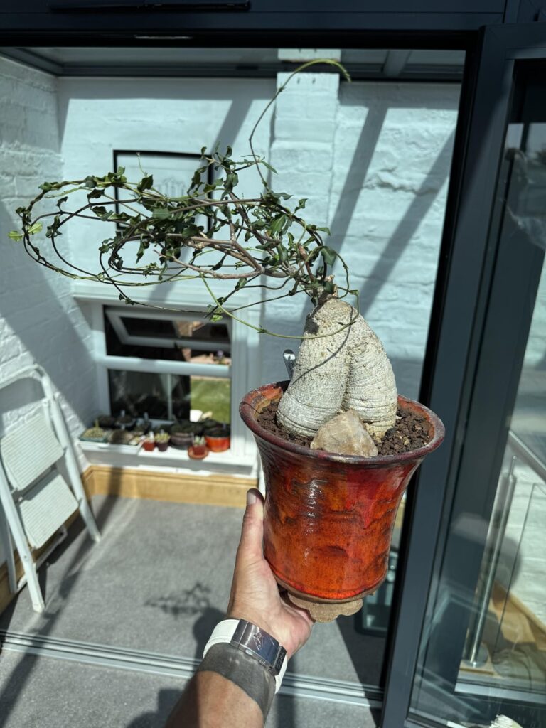 My 3 Fockea edulis living the summer dream here in UK