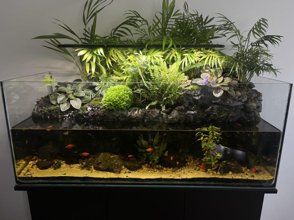 Paludarium Update (1 Year) Paludarium Update (1 Year)