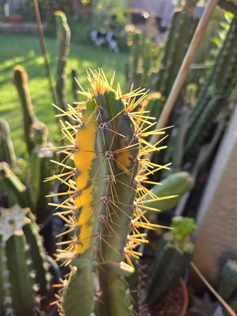 'Poolside' variegated cereus grafted to cereus
