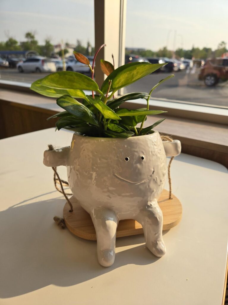 My first hoya! ✨️