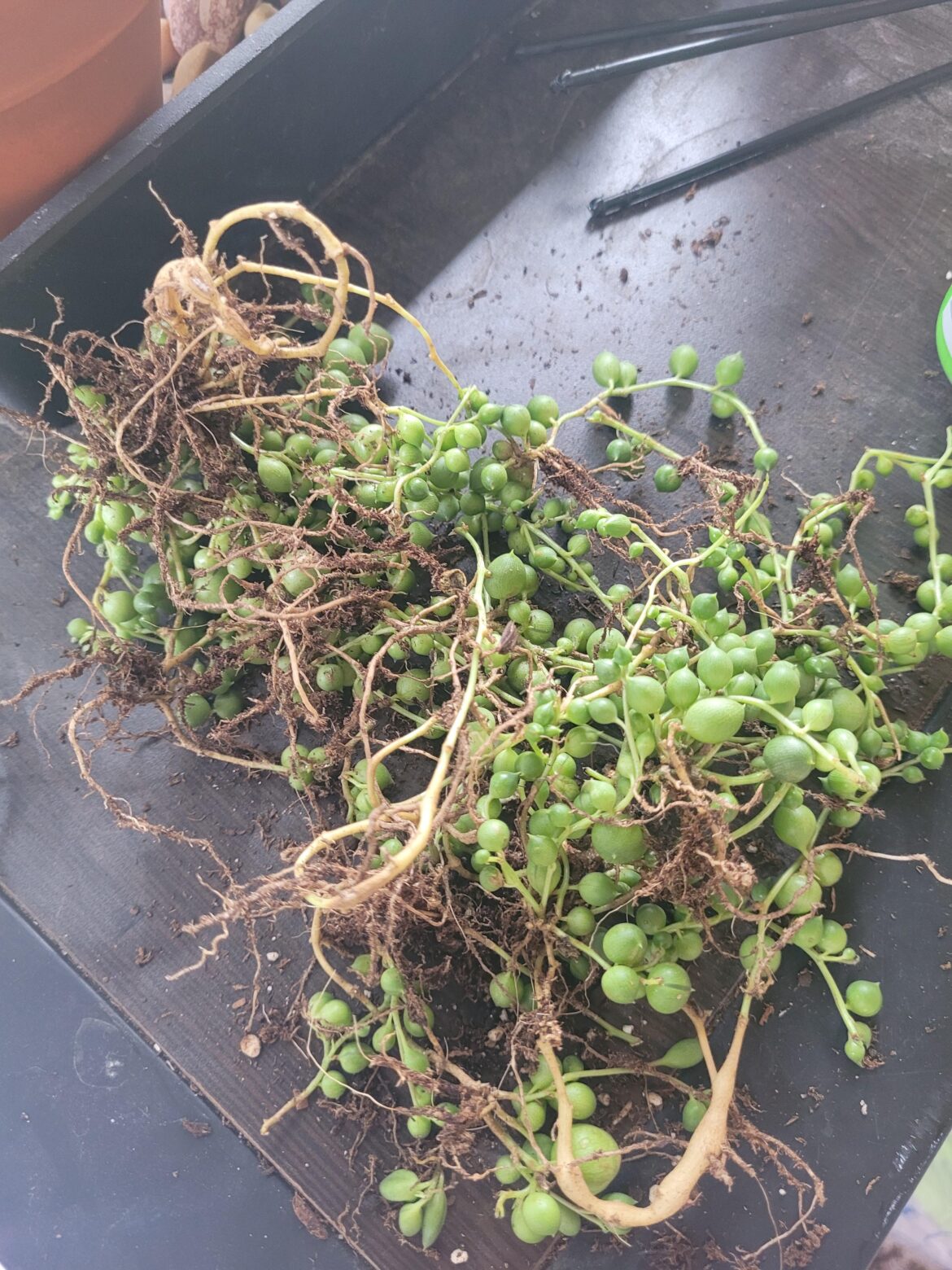 How do I repot my SOP?