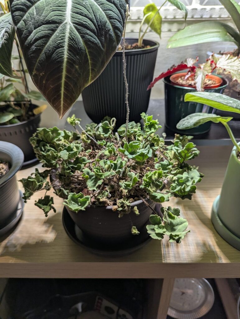 My antenna fern before and after watering it