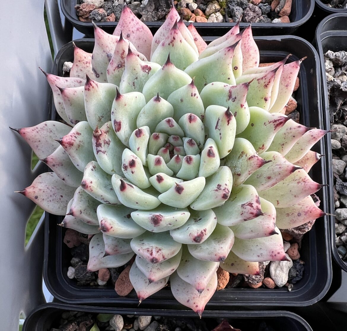Echeveria cuspidata var zaragozae