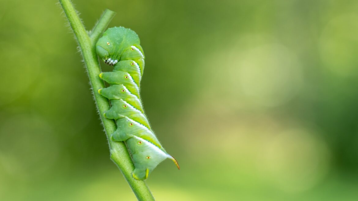 16 Hacks For Getting Rid Of Pests In Your Vegetable Garden 16 Hacks For Getting Rid Of Pests In Your Vegetable Garden