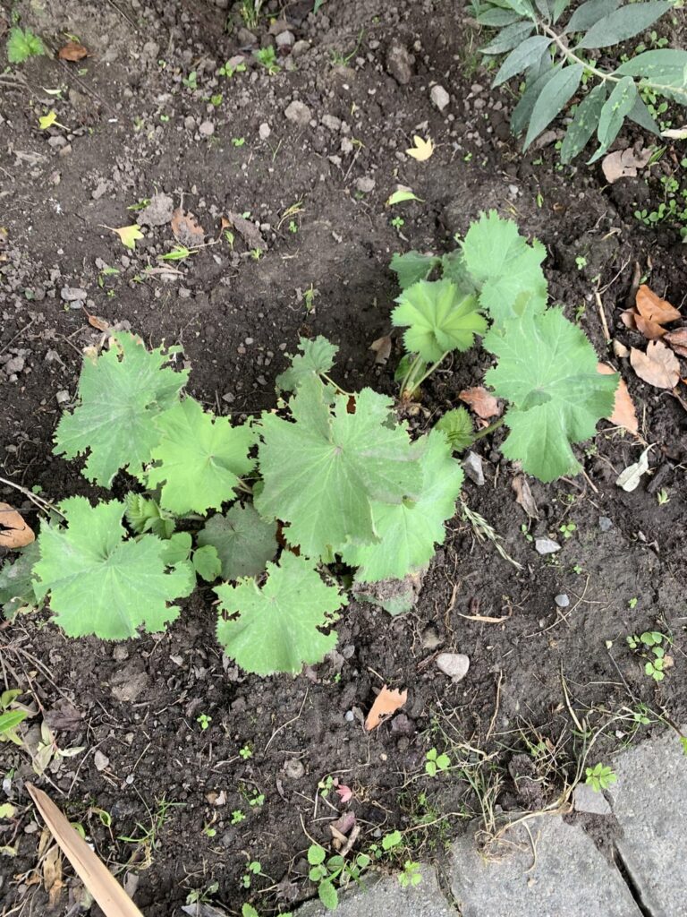 Is this a weed or did the previous owners plant it?