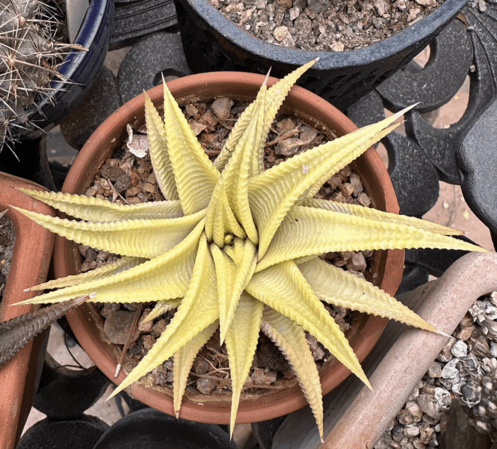 A little bit of green is coming out of the middle, maybe it will live.