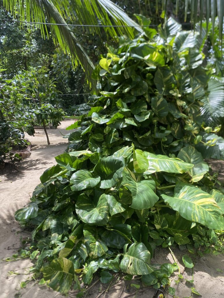 Pothos in Costa Rica 🌿