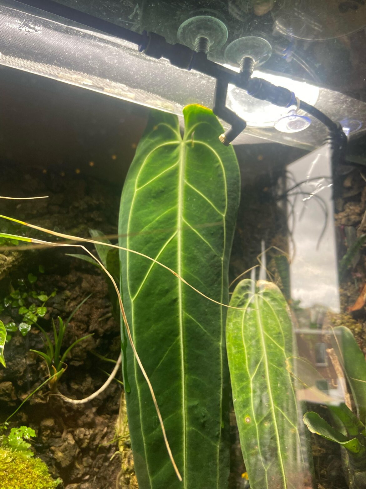 My queen is burning up!