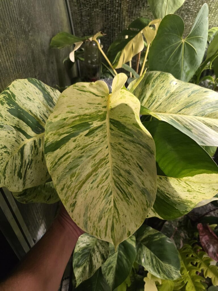 My favorite Marble Queen