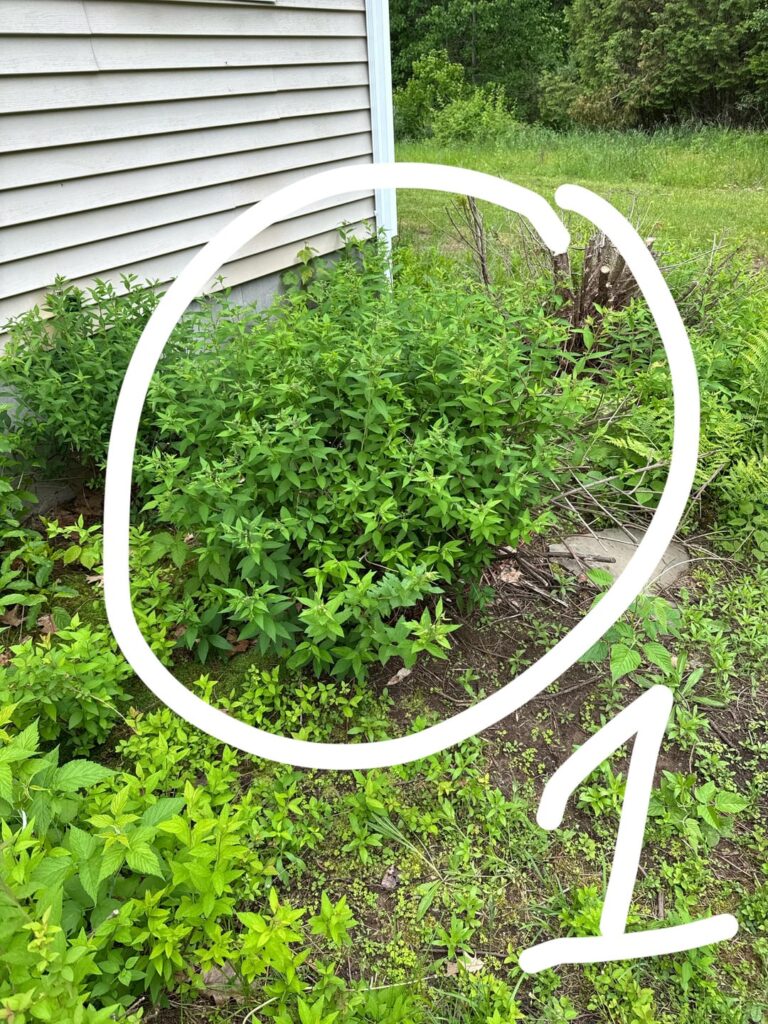 What are these plants?