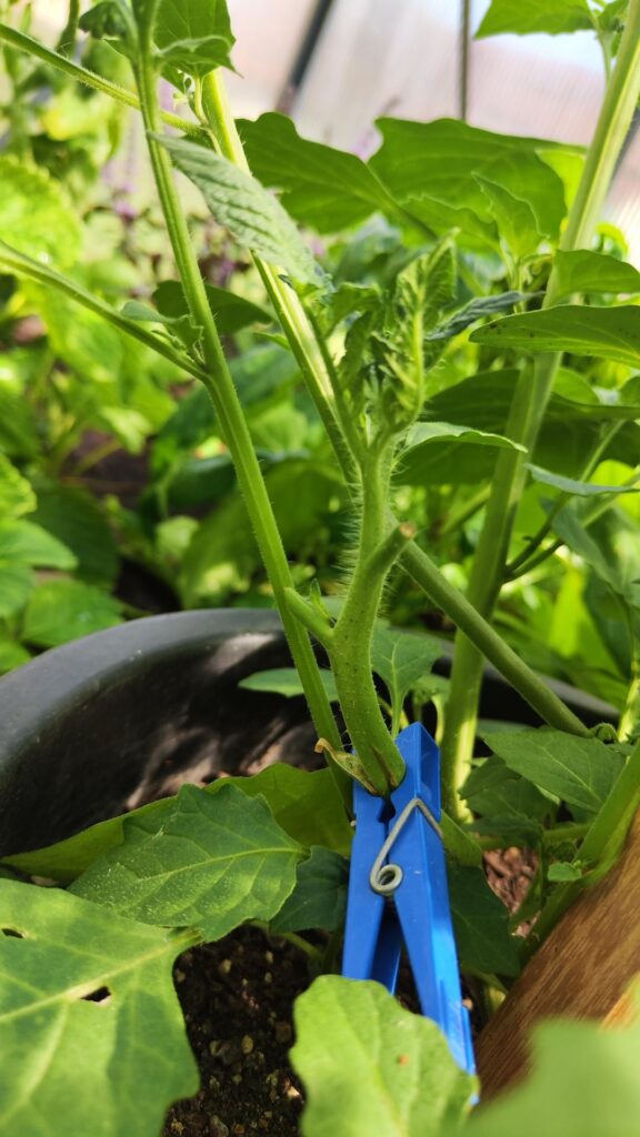 Update: Tomato grafted to black nightshade