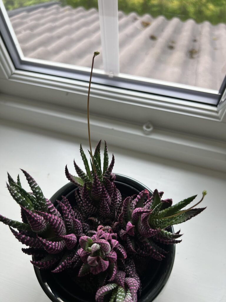 What are those things growing out of my plant??