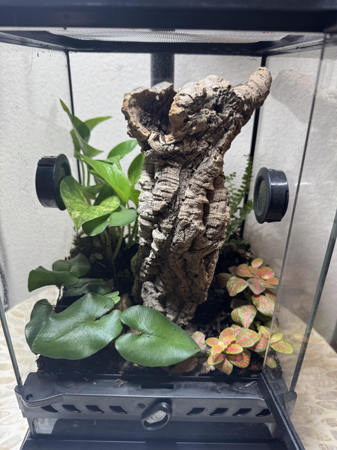 My 8x8x12 Vivarium after 3 months