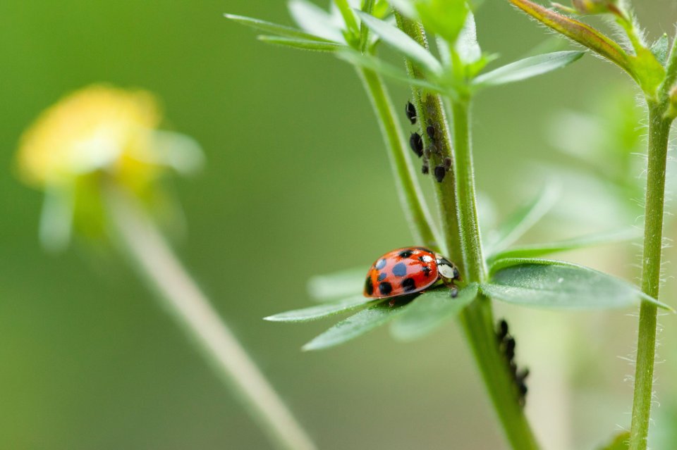 Ladybug on a plant with aphids.