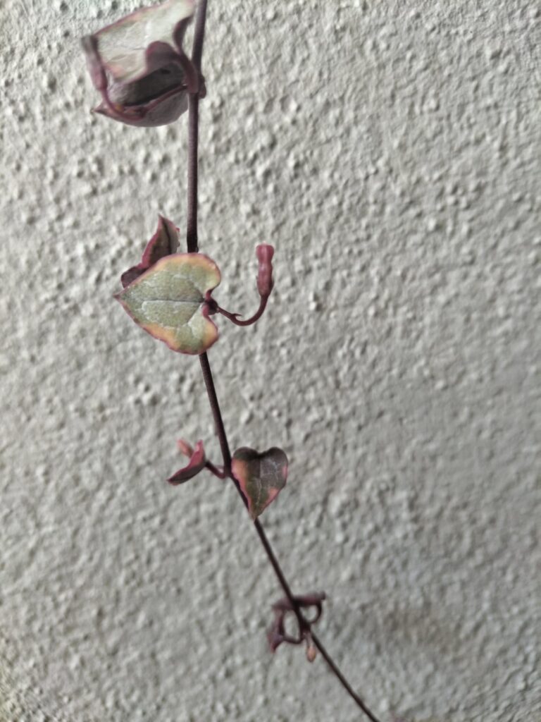 Is my v.SOH giving me flowers?