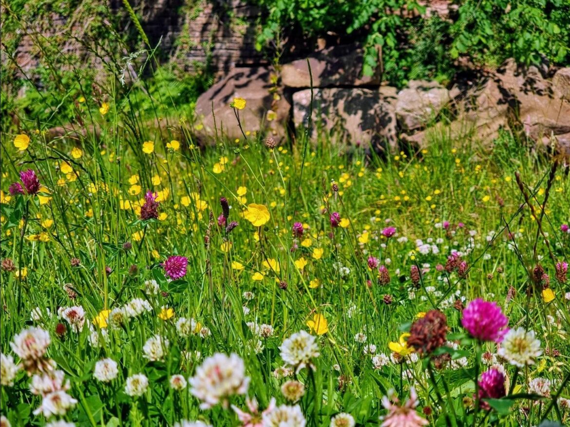 My friend's meadow. There was a sterile green lawn here before. He didn't plant anything, this is just how it looks when it's allowed to grow. (Northern ENGLAND)