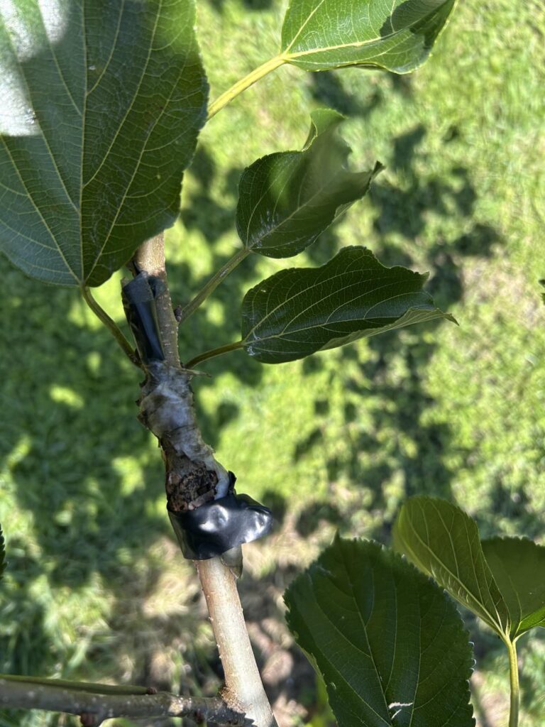 Graft turned air layer