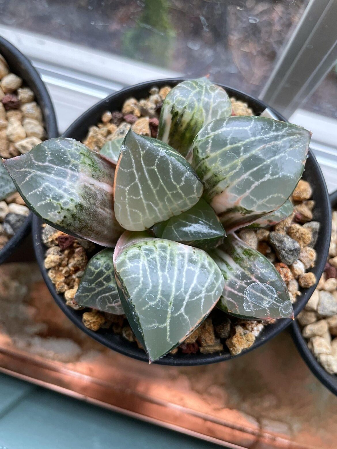 H. comptoniana glass variegated