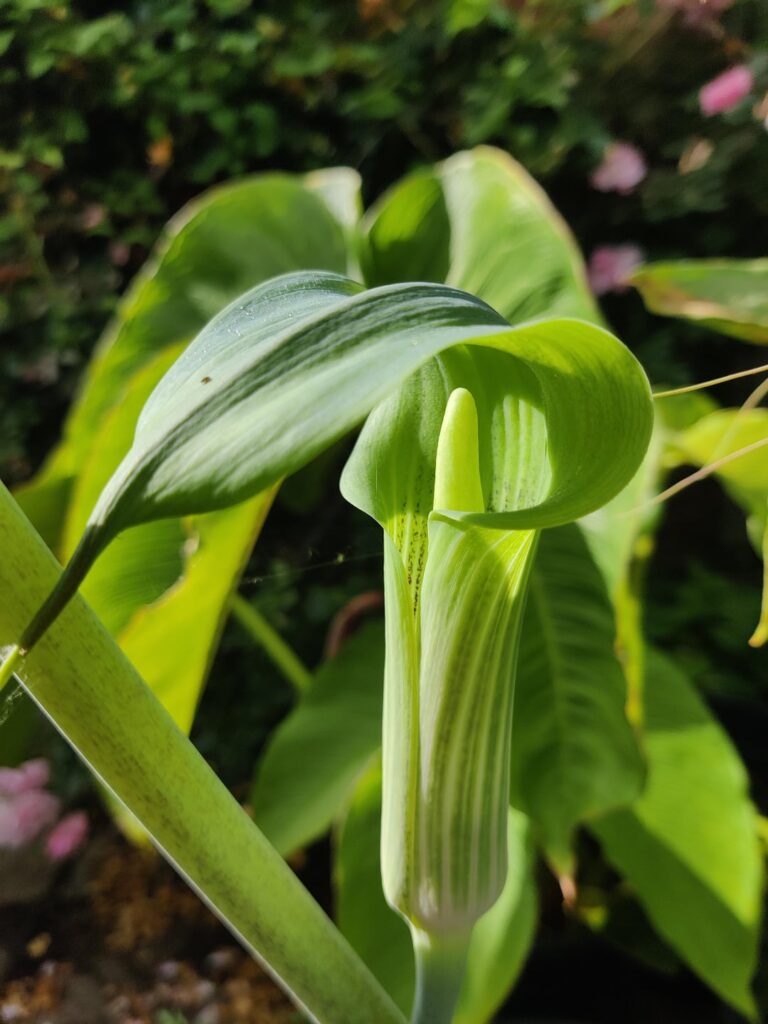 Arisaema consanguineum