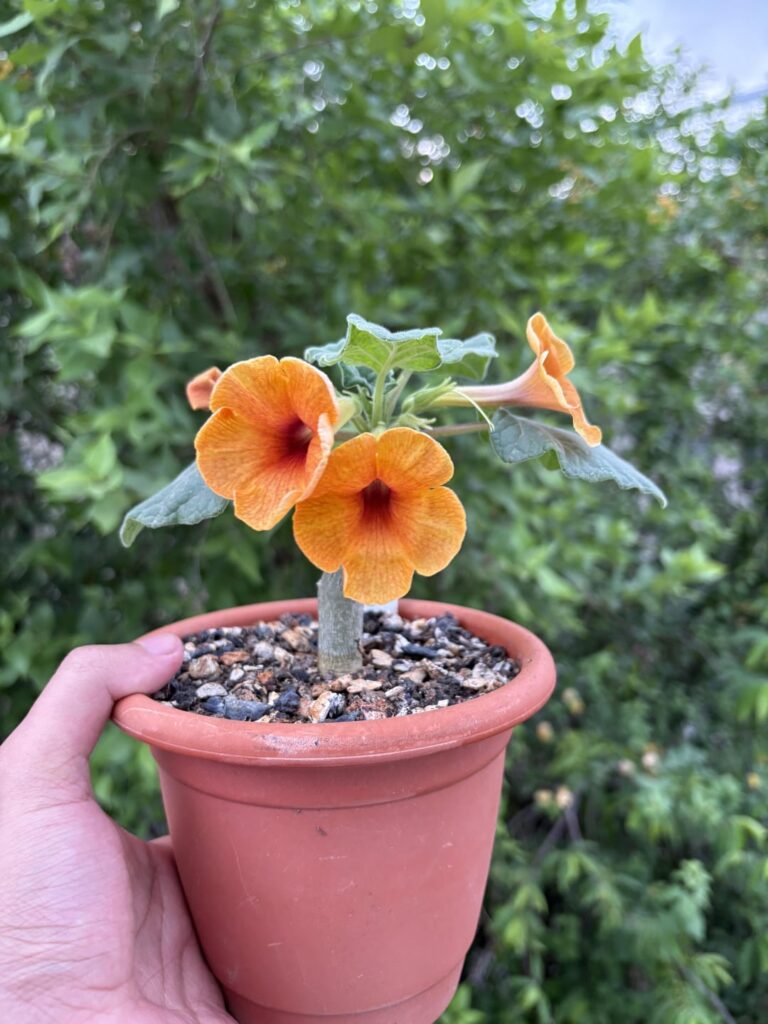 My delightful orange uncarina!! It’s a grafted plant, with the caudex part buried to make it fatter.
