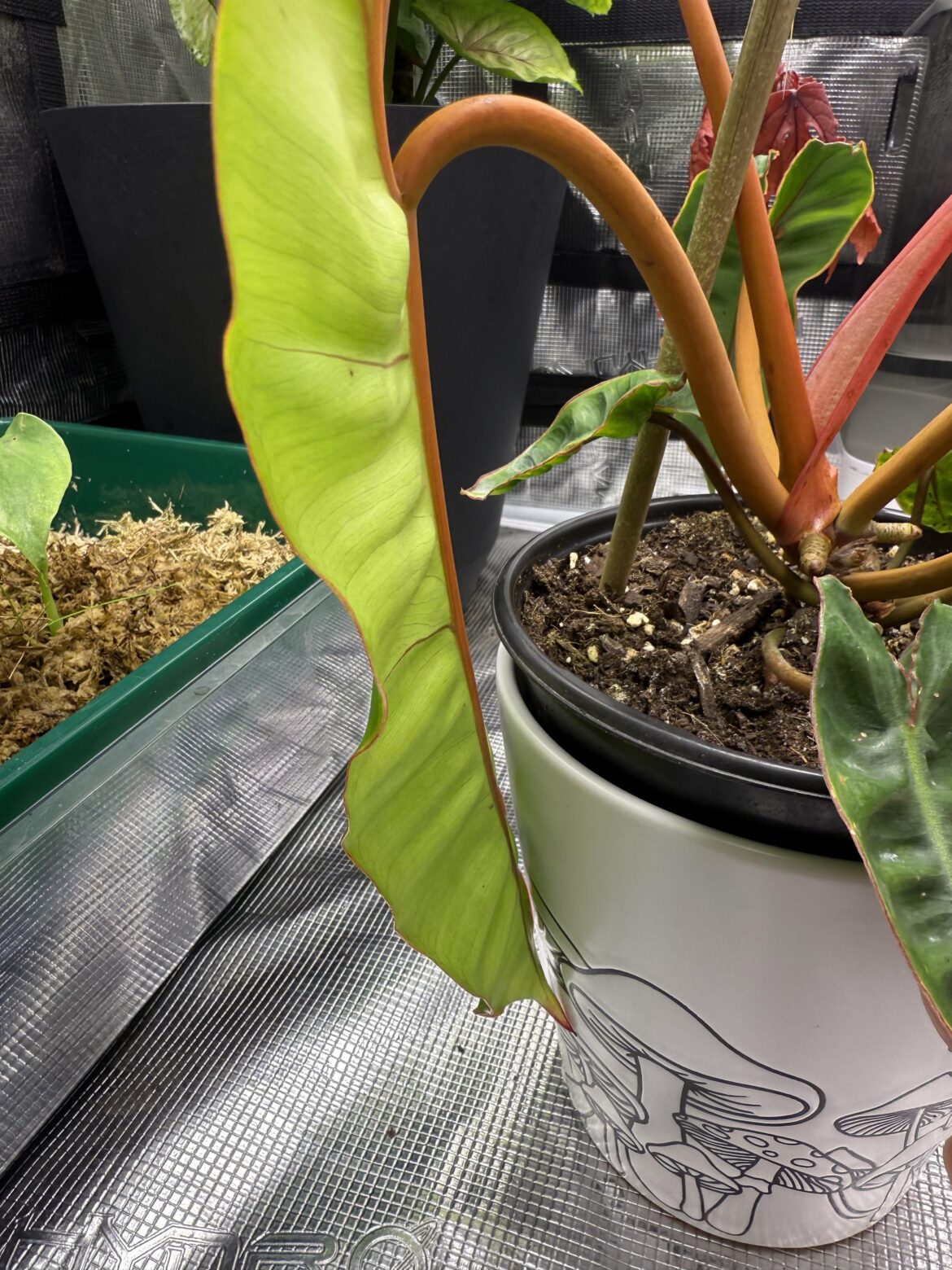 How to get my billietiae leaves /petioles to point outward instead of down without harming?