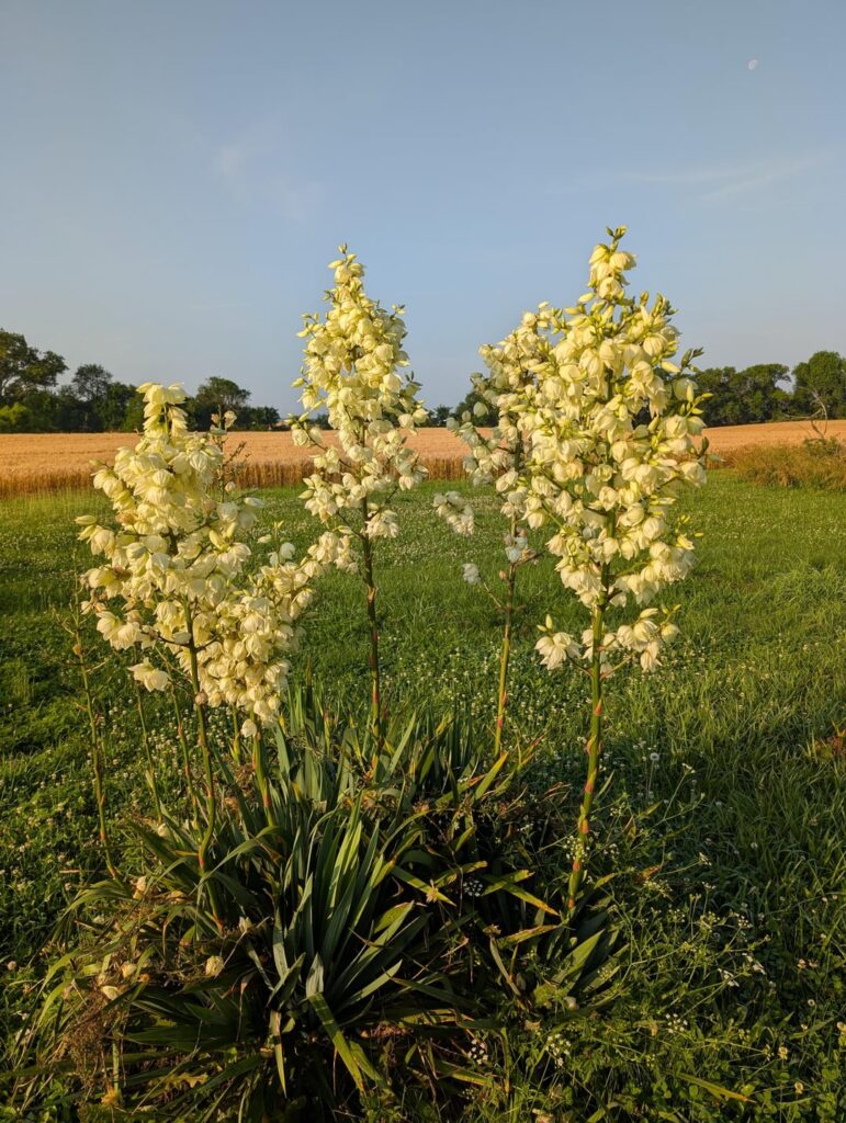 The yucca plant my great grandmother planted around 70 years ago