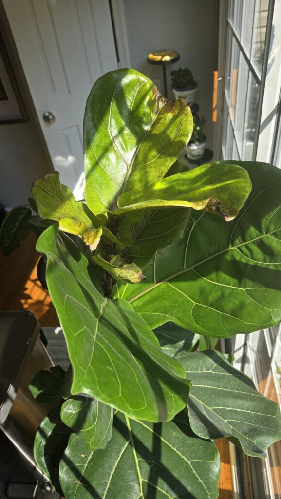Should I repot?