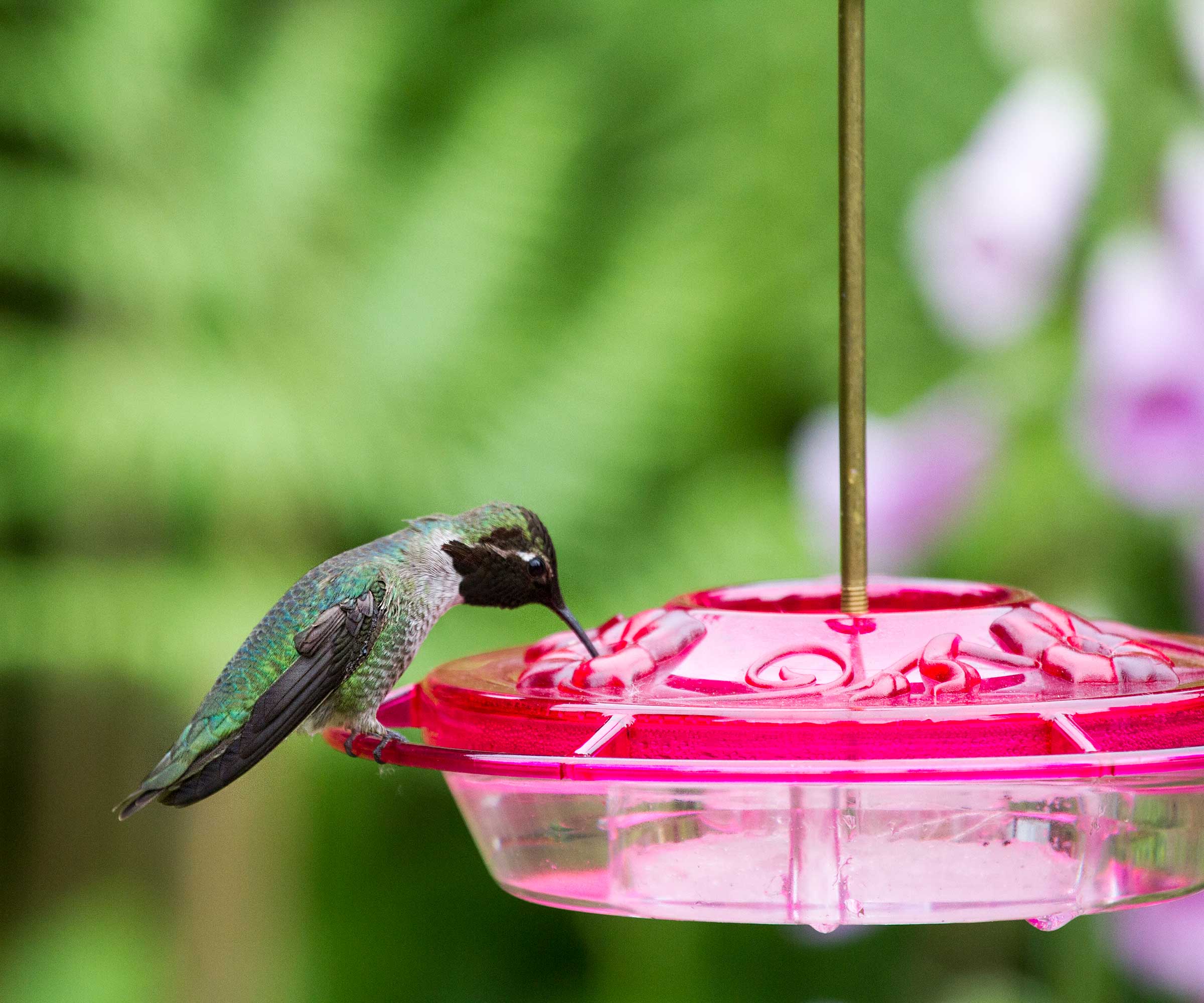 hummingbird eating from feeder