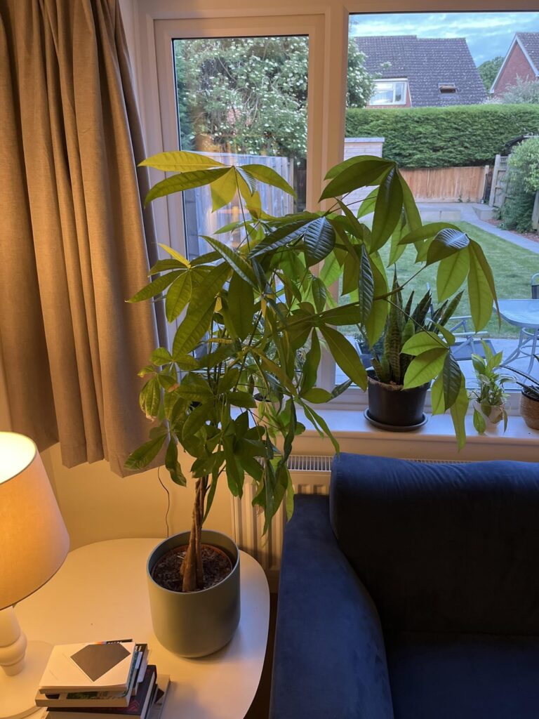 Money tree pruning