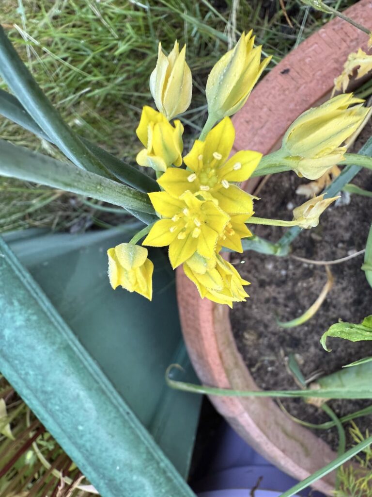 First year in my own garden 💜