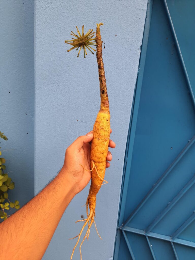 The best shaped Uncarina i've so far grown from seed. Really proud of this specimen.