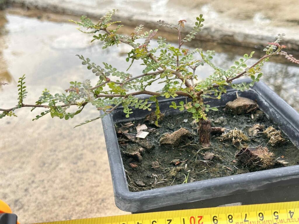 Is this O. pachypus or decaryi? Is this O. pachypus or decaryi?