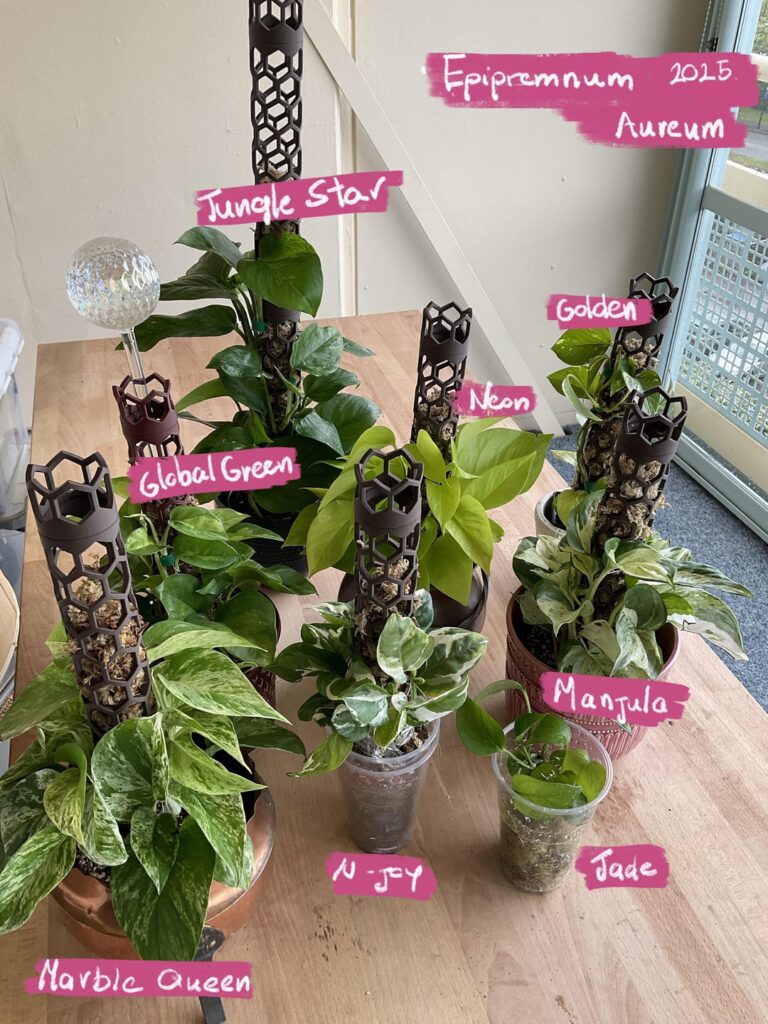 My Epipremnum Aureum collection