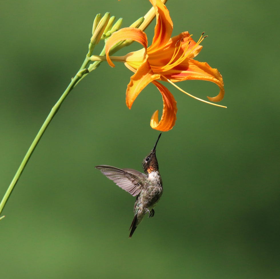 male ruby throated hummingbird visiting an orange day lily to feed