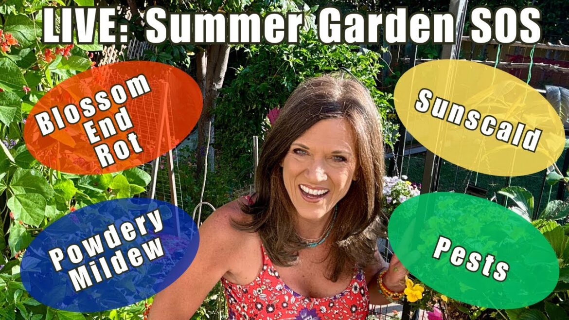 CaliKim: ☀️LIVE: Summer Garden SOS: Blossom End Rot, Powdery Mildew, Pests & Sunscald—Here’s What to Do ☀️LIVE: Summer Garden SOS: Blossom End Rot, Powdery Mildew, Pests & Sunscald—Here’s What to Do