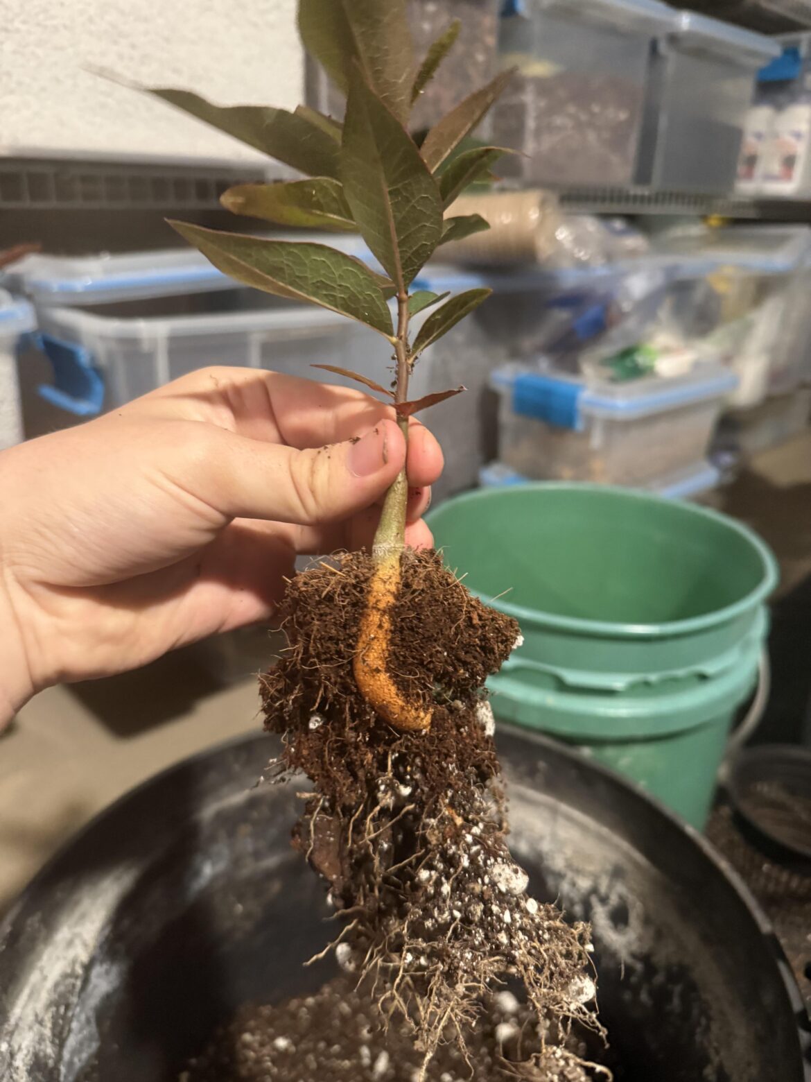 Brachychiton Populneus Tuber