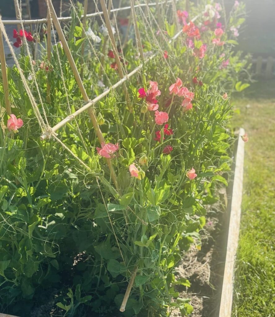 Happy with the colours in my garden 🥰.