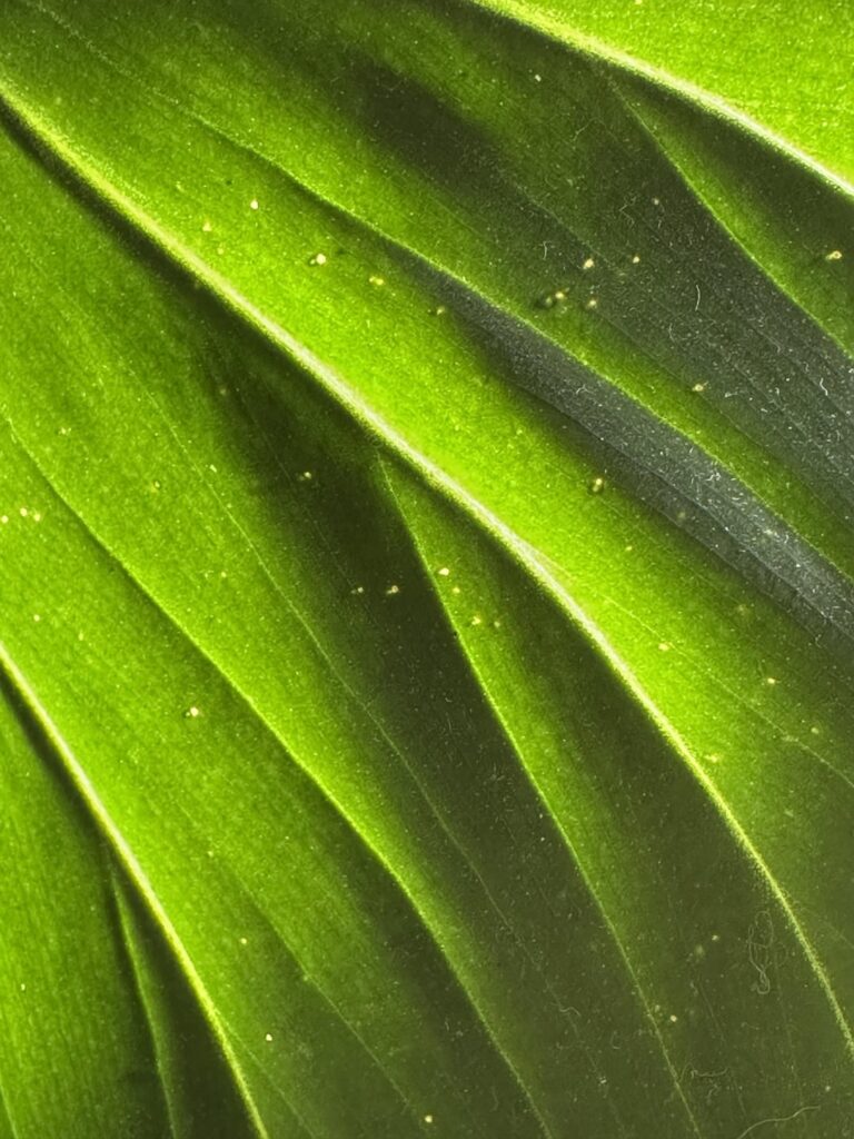 Mites!